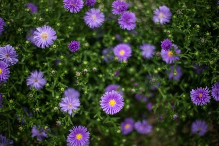 Phillips House and Maddie's Healing Garden